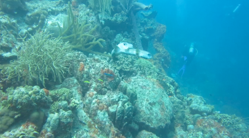 matingporcupinefish35862